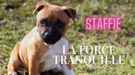 Staffordshire Bull Terrier Caractère Prix éducation Entretien Guide
