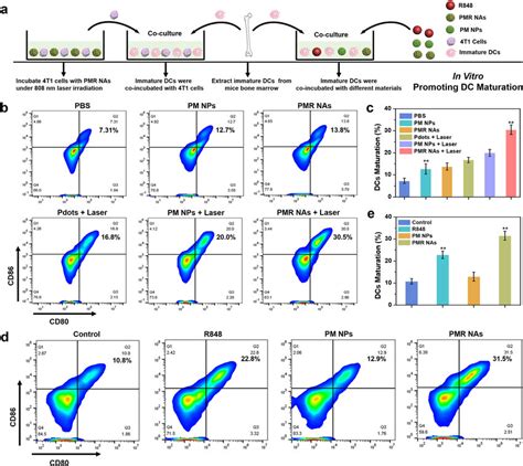 Dcs Maturation Induced By Pmr Nas In Vitro A Schematic Illustration