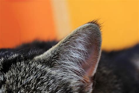 Cat Losing Hair On Ears What You Should Know And What To Do About It Total Vet