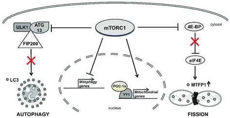 The Role Of Mammalian Target Of Rapamycin Complex Mtorc In