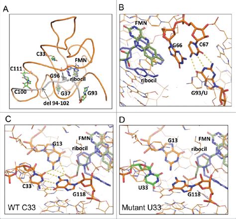 Molecular modeling of ribocil R mutants in the E. coli FMN riboswitch ...