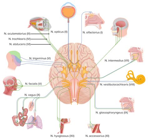 Cranial Nerve Palsies Concise Medical Knowledge