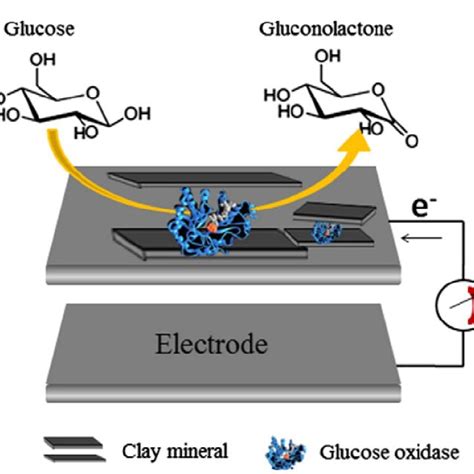 A Schematic Drawing Of Enzyme Biosensor Based On Electrode With