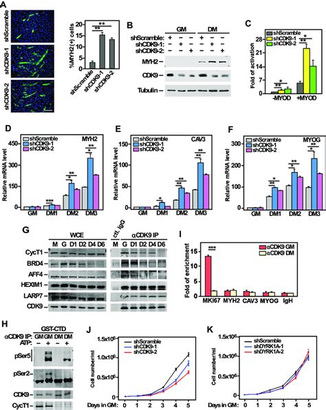 CDK9 Inhibits Expression Of Key Myogenic Genes And Is Inactivated