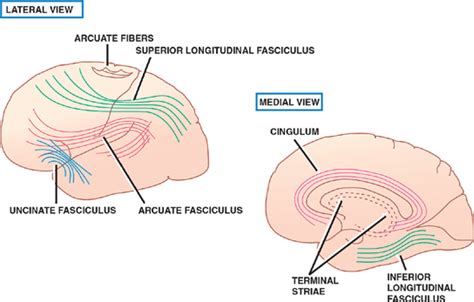 Association Fibers