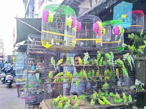 Birds For Sale Mahboob Chowk Is Hyderabad S Chidiya Bazaar