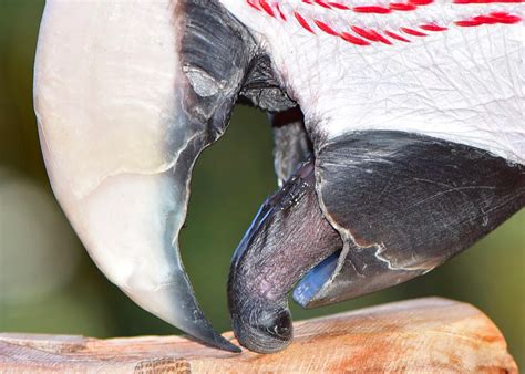 how parrots swallow and Beak Anatomy | Poodles and Parrots
