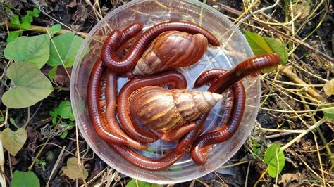 Hunting Big Millepede And Snails Mencari Hewan Siput Bekicot Dan