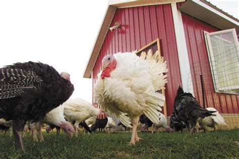 Cooper Farms providing turkeys for presidential pardon – Ohio Ag Net ...