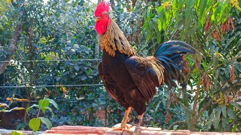 Beautiful Chicken Breeds Youtube