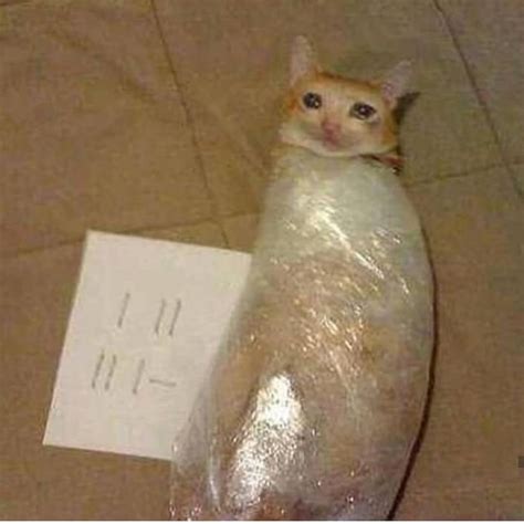 Pin On Cursed Cat Cürsēd çæt C͔ͣͦ́́͂ͅu̟͎̲͕̼̳͉̲ͮͫͭ̋ͭ͛ͣ̈