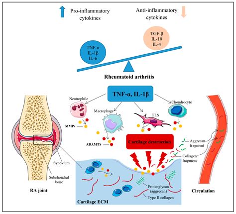 JCM Free Full Text Effects Of Etanercept And Adalimumab On Serum