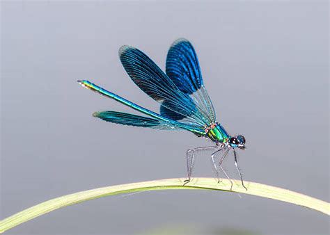 Odonata Photos Stock Photos Pictures And Royalty Free Images Istock