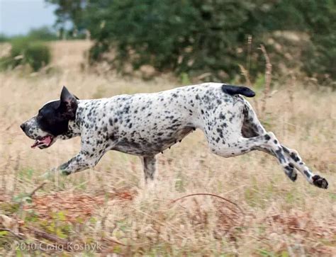 Braque d Auvergne - Pet Your Dog