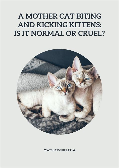 is it normal cat biting for beginners 8