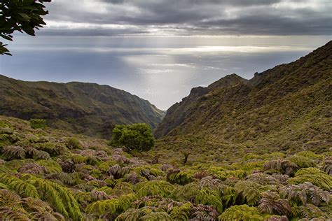 Island Conservation Welcome to Alejandro Selkirk Island, Chile - Island ...