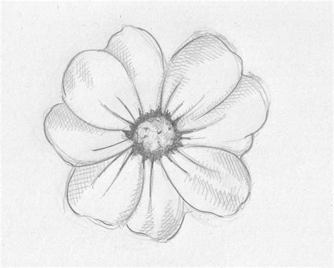 Flower drawings related keywords suggestions long jpg - Cliparting.com