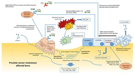 Cancers Free Full Text Radium 223 Treatment Of Patients With Metastatic Castration Resistant