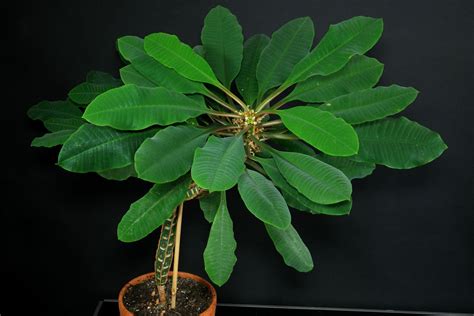 Spuckpalme Euphorbia Leuconeura Pflege