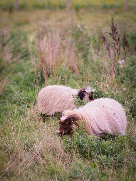 Why We Chose Icelandic Sheep For The Homestead