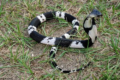 Black And White Spitting Cobra Naja Siamensis Hghjim Flickr