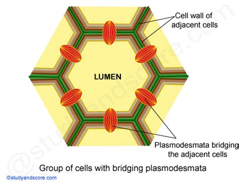 Cell Wall Ultrastructure Primary Cell Wall Vs Secondary Cell Wall And