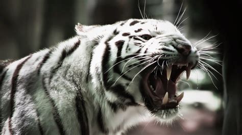 White Tiger Roar Wallpaper - WallpapersXplore | Free HD Desktop Wallpapers