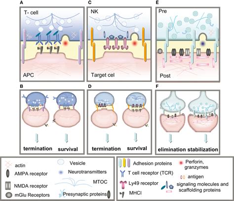 Immune And Neuronal Synapses Highly Simplified Schematics Of These