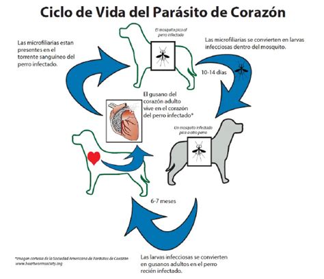 Todos Los Perros Necesitan Medicamentos Para El Gusano Del Coraz N