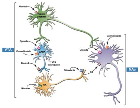 Figure 2 5 Actions Of Addictive Substances On The Brain Facing