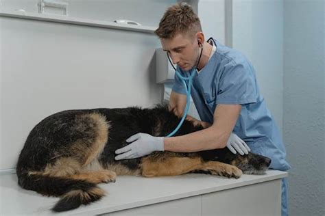 Avian Influenza In Dogs Petcarerx