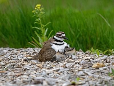 Killdeer Nesting (All You Need To Know) | Birdfact