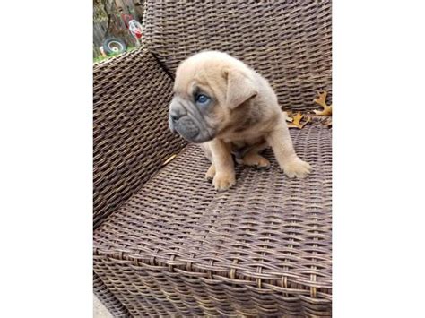 4 males Bull Pei puppies for sale Dallas - Puppies for Sale Near Me