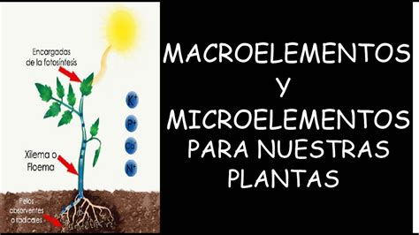 Macroelementos Y Microelementos Para Nuestras Plantas Agrosam Youtube