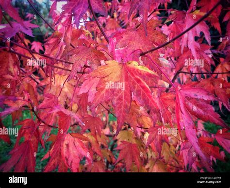 Japanese Maple Autumn Colours Hi Res Stock Photography And Images Alamy