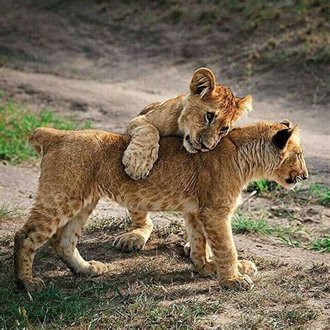 Lion Cubs Lioness And Cubs Wild Cats Lion Photography