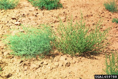 Russian Thistle Salsola Tragus