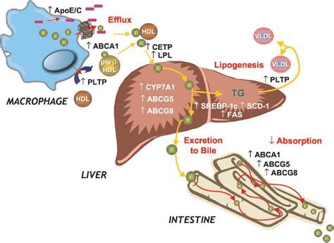 Figure 1 From Liver X Receptor Signaling Pathways In Cardiovascular