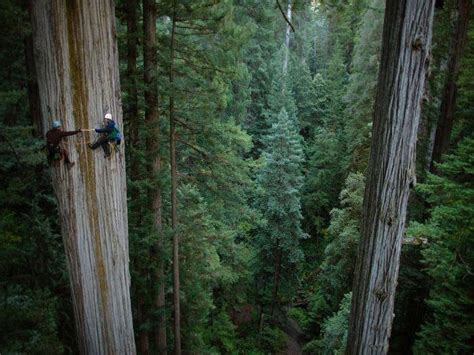 Brazilian Forest Redwood Tree Tree Photography Photo Tree