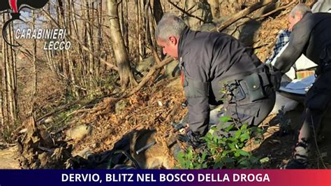 Dervio Blitz Nel Bosco Della Droga YouTube