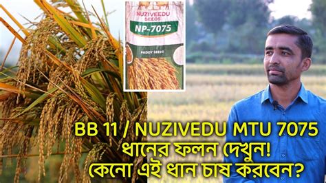 Bb 11 গোত্রের ধান কেনো চাষ করবেন Nuzivedu Mtu 7075 ধানের ফলন কেমন এই