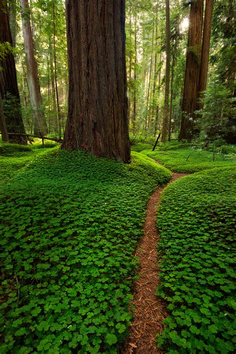 Forest Path, The Redwoods, California photo on Sunsurfer