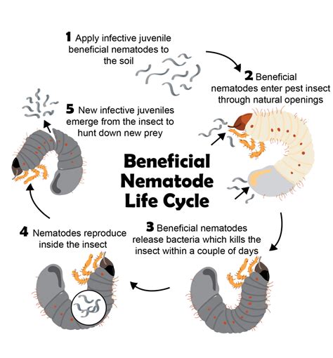 Treating your Lawn & Garden for White Grubs - Baseline Nurseries