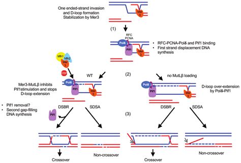 Model For The Interplay Between Pif1 And Mer3 Mutl Details Are In The Download Scientific