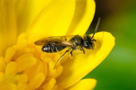 La Piccola Ape Sul Fiore Giallo Raccoglie Il Polline Della Molla