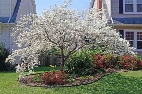 24 Types of Dogwood Trees and Shrubs