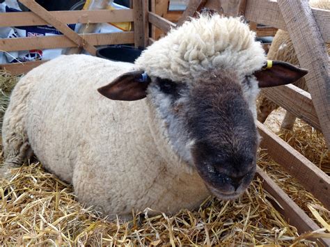 Calli's Crossing: Masham Sheep Festival