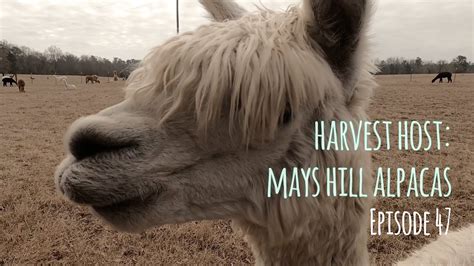 Harvest Host Mays Hill Alpaca Georgia Ep 47 YouTube