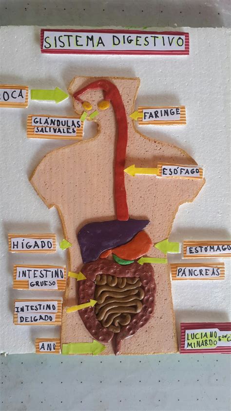 Maquetes Do Sistema Digestivo Human Digestive System Digestive The