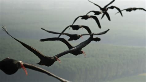 Ornithologie Warum fliegen Vögel in V Formation Spektrum der